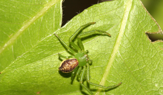 Grüne Krabbenspinne Foto: Helge May