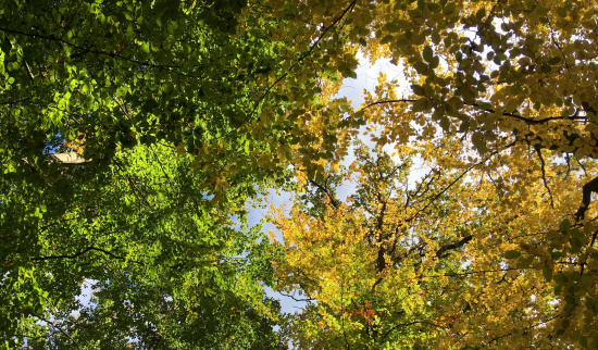 Herbststimmung Foto: Cornelia Trapp