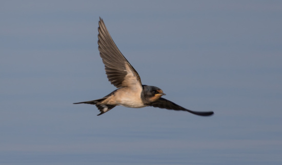 Rauchschwalbe Foto: Bärbel Franzke