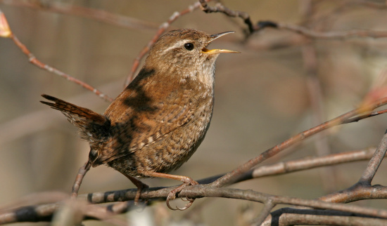 Zaunkönig Foto: Mathias Schäf