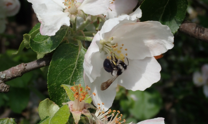 Graue Sandbiene (<i>Andrena cineraria</i>) ♀, Anfang Mai 2020 – Foto: Andreas Hurtig