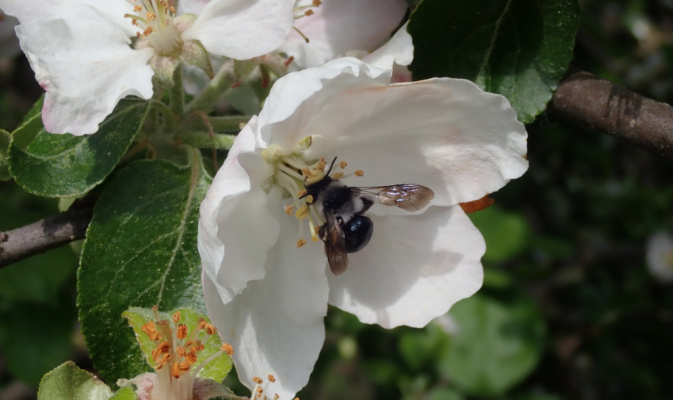 Graue Sandbiene (<i>Andrena cineraria</i>) ♀, Anfang Mai 2020 – Foto: Andreas Hurtig