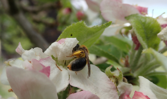 Rotfransige Sandbiene (<i>Andrena haemorrhoa</i>) ♀, Anfang Mai 2020 – Foto: Andreas Hurtig