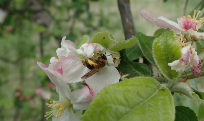 Rotfransige Sandbiene (<i>Andrena haemorrhoa</i>) ♀, Anfang Mai 2020 – Foto: Andreas Hurtig