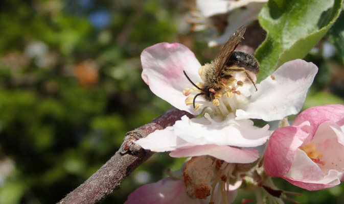 Sandbiene (<i>Andrena spec.</i>) ♂, Mitte Mai 2020 – Foto: Andreas Hurtig