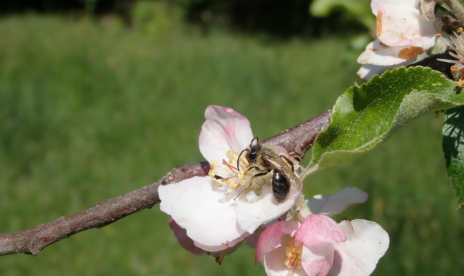 Sandbiene (<i>Andrena spec.</i>), ♂ Mitte Mai 2020 – Foto: Andreas Hurtig