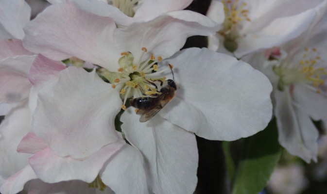 Sandbiene (<i>Andrena spec.</i>) ♀, Anfang Mai 2020 – Foto: Andreas Hurtig