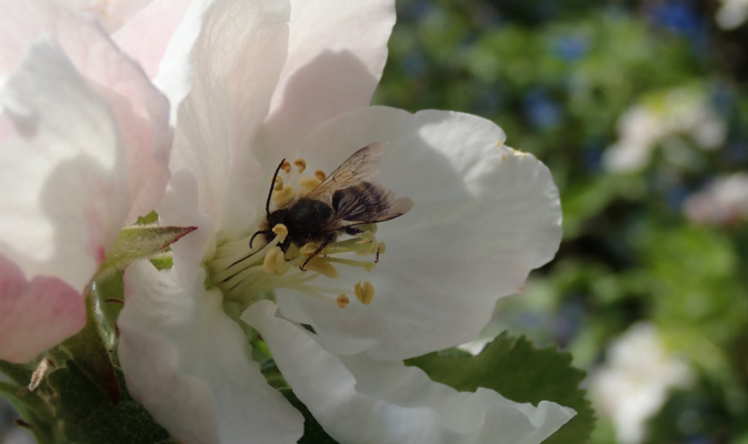 Rostrote Mauerbiene (<i>Osmia bicornis</i>) ♂, Anfang Mai 2020 – Foto: Andreas Hurtig