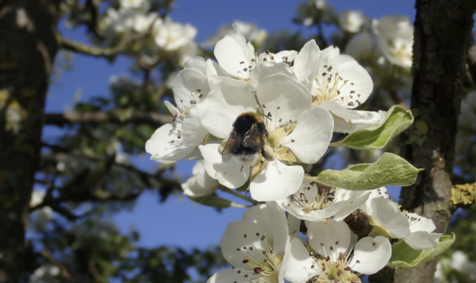 Hummel (<i>Bombus spec.</i>) Arbeiterin, Anfang Mai 2023 – Foto: Andreas Hurtig