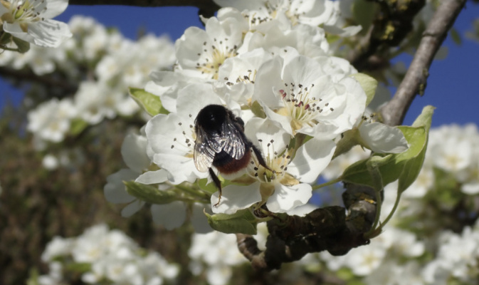 Hummel (<i>Bombus spec.</i>), Anfang Mai 2023 – Foto: Andreas Hurtig