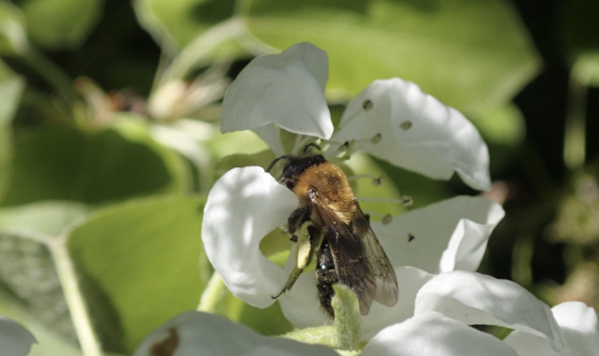 Sandbiene (<i>Andrena nitida</i>) ♀, Anfang Mai 2023 – Foto: Andreas Hurtig
