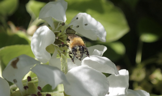 Sandbiene (<i>Andrena nitida</i>) ♀, Anfang Mai 2023 – Foto: Andreas Hurtig