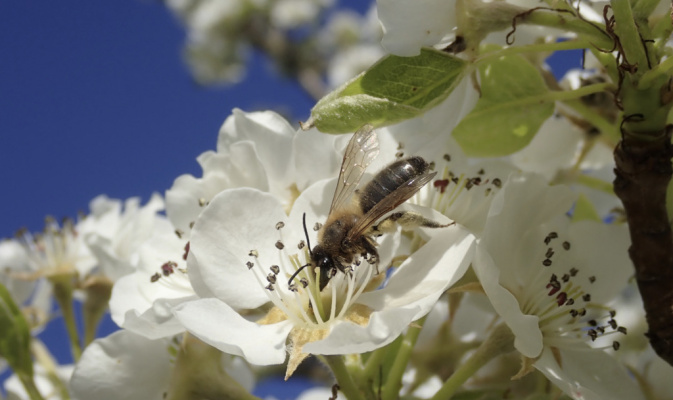 Sandbiene (<i>Andrena spec.</i>) ♀, Anfang Mai 2023 – Foto: Andreas Hurtig