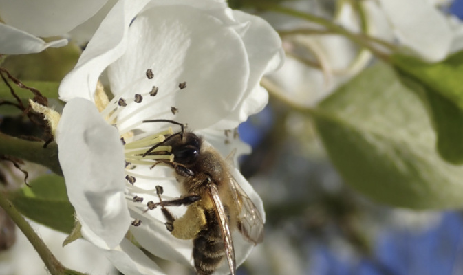 Sandbiene (<i>Andrena spec.</i>) ♀, Anfang Mai 2023 – Foto: Andreas Hurtig