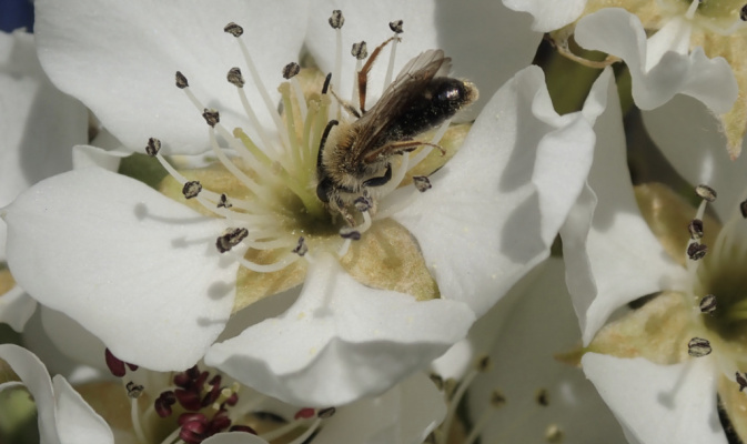 Sandbiene (<i>Andrena spec.</i>) ♂, Anfang Mai 2023 – Foto: Andreas Hurtig