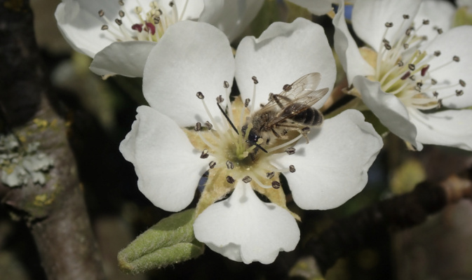 Sandbiene (<i>Andrena spec.</i>) ♂, Anfang Mai 2023 – Foto: Andreas Hurtig