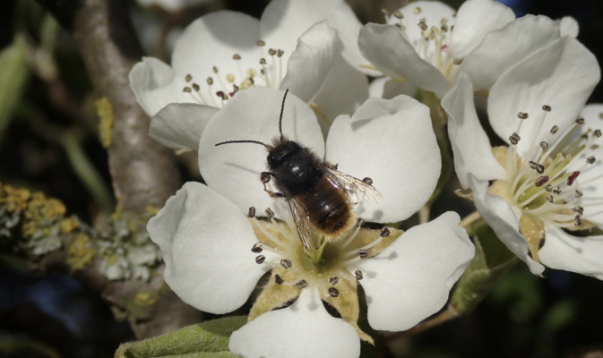 Gehörnte Mauerbiene (<i>Osmia cornuta</i>) ♂, Anfang Mai 2023 – Foto: Andreas Hurtig