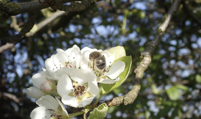 Frühlings-Pelzbiene (<i>Anthophora plumipes</i>) ♀, Anfang Mai 2023 – Foto: Andreas Hurtig
