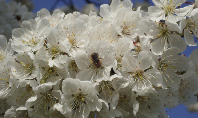 Mauerbiene (<i>Osmia spec.</i>) ♂, April 2020 – Foto: Andreas Hurtig