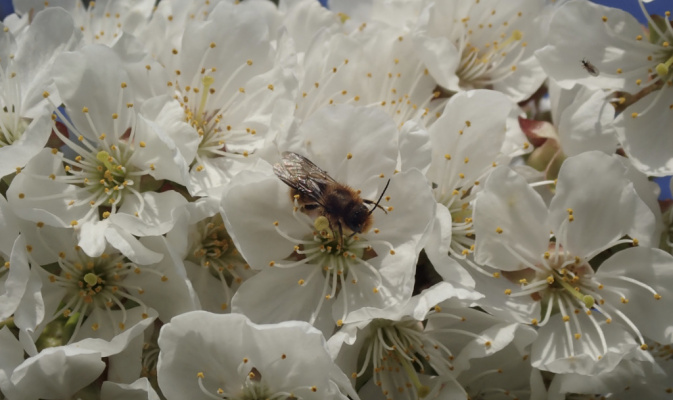 Mauerbiene (<i>Osmia spec.</i>) ♂, April 2020 – Foto: Andreas Hurtig