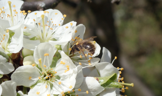 Sandbiene (<i>Andrena spec.</i>) ♂, April 2020 – Foto: Andreas Hurtig