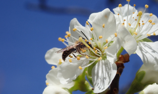 Sandbiene (<i>Andrena spec.</i>) ♂, April 2020 – Foto: Andreas Hurtig