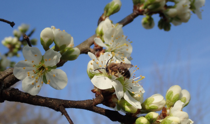Sandbiene (<i>Andrena spec.</i>) ♂, April 2020 – Foto: Andreas Hurtig