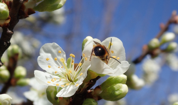 Mauerbiene (<i>Osmia spec.</i>) ♂, April 2020 – Foto: Andreas Hurtig