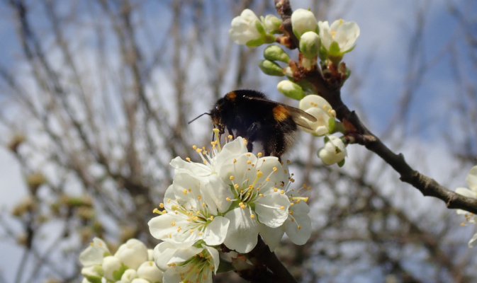 Dunkle Erdhummel (<i>Bombus terrestris</i>) ♀, April 2020 – Foto: Andreas Hurtig
