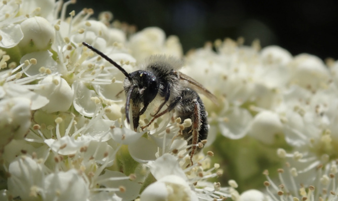 Rotfransige Sandbiene (<i>Andrena haemorrhoa</i>) ♂, Mitte Mai 2022 – Foto: Andreas Hurtig