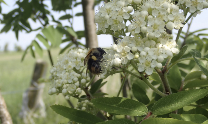 Ackerhummel (<i>Bombus pascuorum</i>) ♀, Mitte Mai 2022 – Foto: Andreas Hurtig