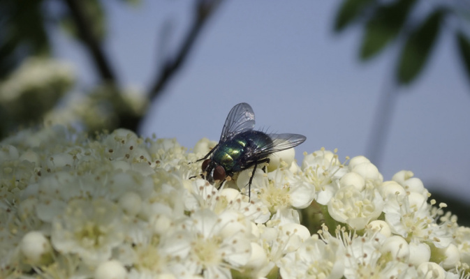 Goldfliege (<i>Lucilia spec.</i>), Mitte Mai 2022 – Foto: Andreas Hurtig