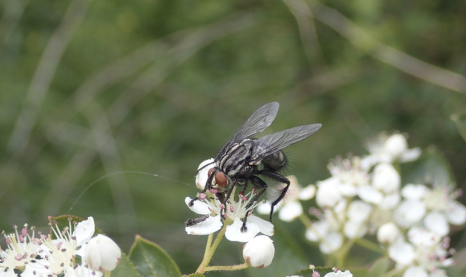 Fleischfliege (<i>Sarcophaga spec.</i>), Mitte Mai 2020 – Foto: Andreas Hurtig