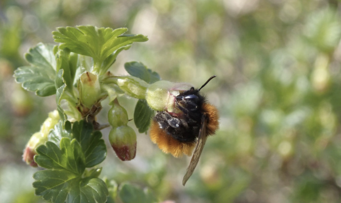 Rotpelzige Sandbiene (<i>Andrena fulva</i>) ♀, April 2021 – Foto: Andreas Hurtig