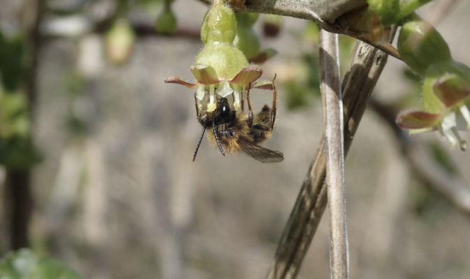 Rotpelzige Sandbiene (<i>Andrena fulva</i>) ♂, April 2021
– Foto: Andreas Hurtig