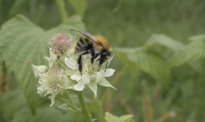 Ackerhummel (<i>Bombus pascuorum</i>) Arbeiterin, Ende Mai 2020 – Foto: Andreas Hurtig