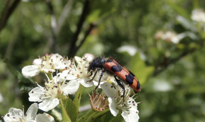Zottiger Bienenkäfer (<i>Trichodes alvearius</i>), Mitte Mai 2020 – Foto: Andreas Hurtig