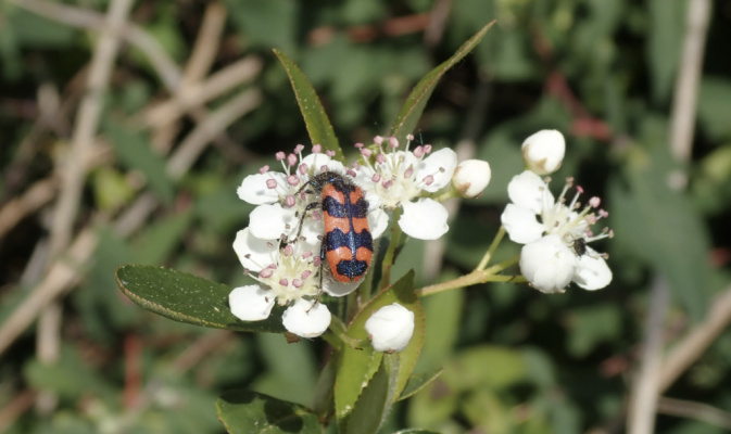 Zottiger Bienenkäfer (<i>Trichodes alvearius</i>), Mitte Mai 2020 – Foto: Andreas Hurtig