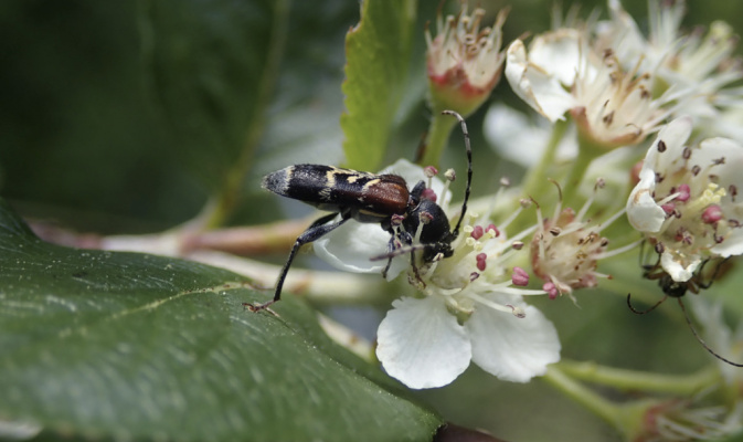 Dunkler Zierbock (<i>Anaglyptus mysticus</i>), Mitte Mai 2020 – Foto: Andreas Hurtig