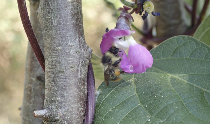 Waldhummel (<i>Bombus sylvarum</i>) Arbeiterin, August 2020 – Foto: Andreas Hurtig