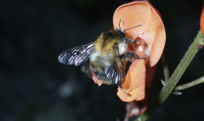 Ackerhummel (<i>Bombus pascuorum</i>) Arbeiterin, Juli 2021 – Foto: Andreas Hurtig