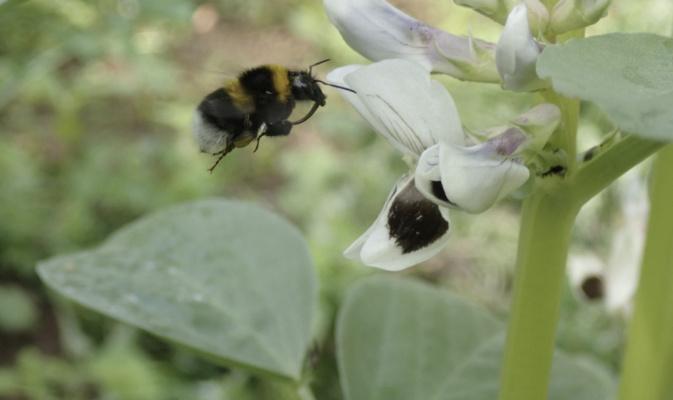 Gartenhummel (<i>Bombus hortorum</i>) Arbeiterin, Juni 2021 – Foto: Andreas Hurtig