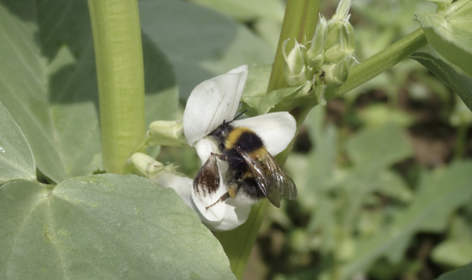 Gartenhummel (<i>Bombus hortorum</i>) Arbeiterin, Juni 2021 – Foto: Andreas Hurtig