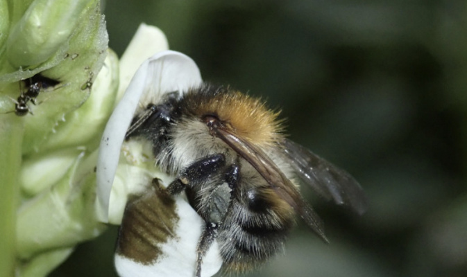 Ackerhummel (<i>Bombus pascuorum</i>) Arbeiterin, Juli 2021 – Foto: Andreas Hurtig