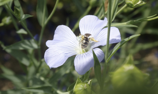 Schmalbiene (<i>Lasioglossum spec.</i>) ♀, Mitte Juni 2022 – Foto: Andreas Hurtig