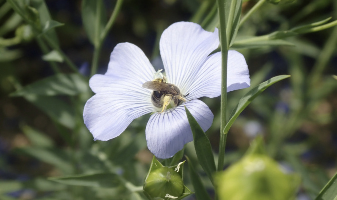 Schmalbiene (<i>Lasioglossum spec.</i>) ♀, Mitte Juni 2022 – Foto: Andreas Hurtig