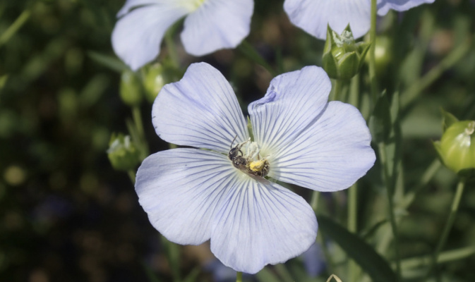 Schmalbiene (<i>Lasioglossum spec.</i>) ♀, Mitte Juni 2022 – Foto: Andreas Hurtig