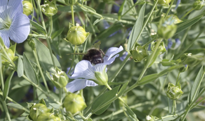 Hummel (<i>Bombus spec.</i>), Mitte Juni 2022 – Foto: Andreas Hurtig